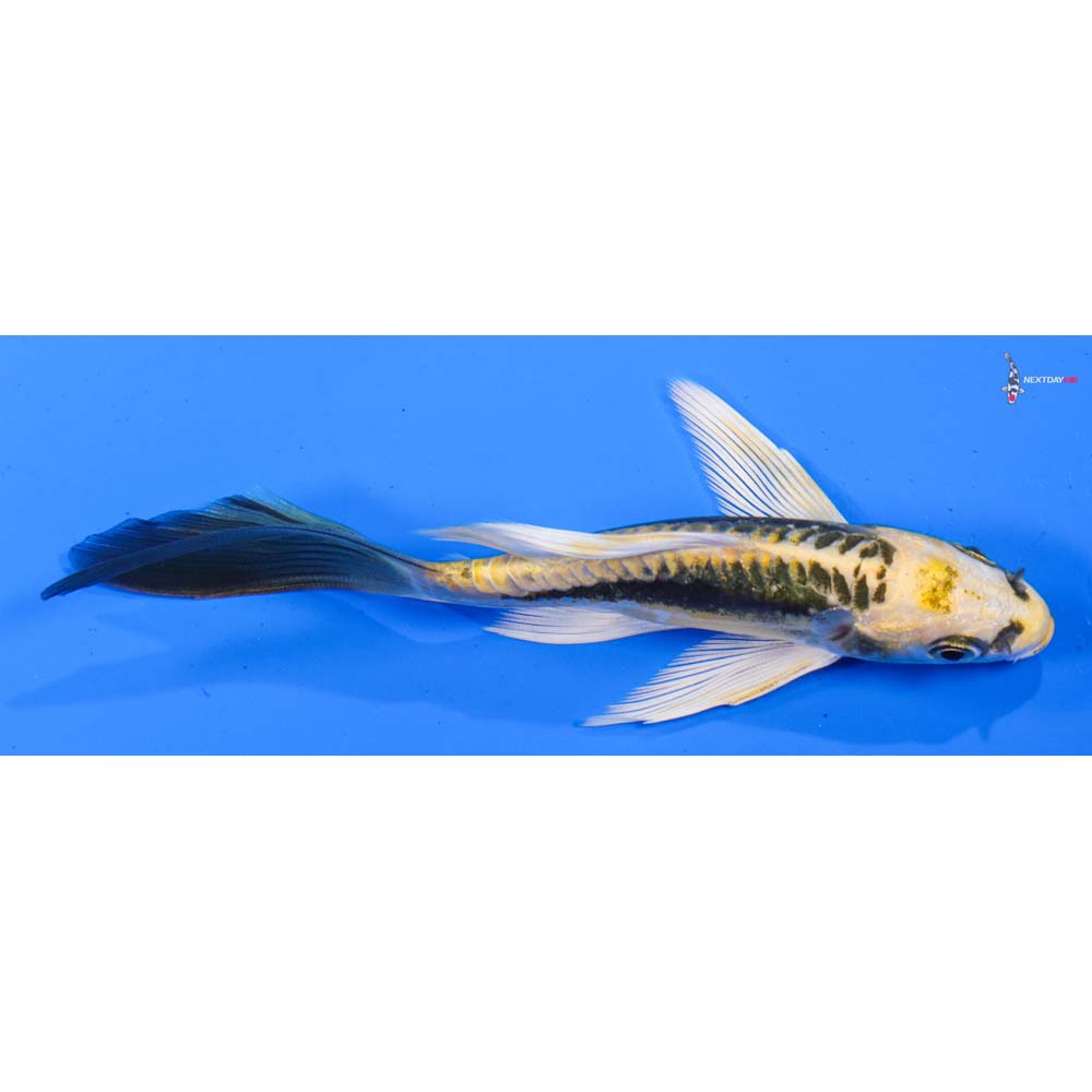 5” Imported Kin Kikokuryu Butterfly Koi