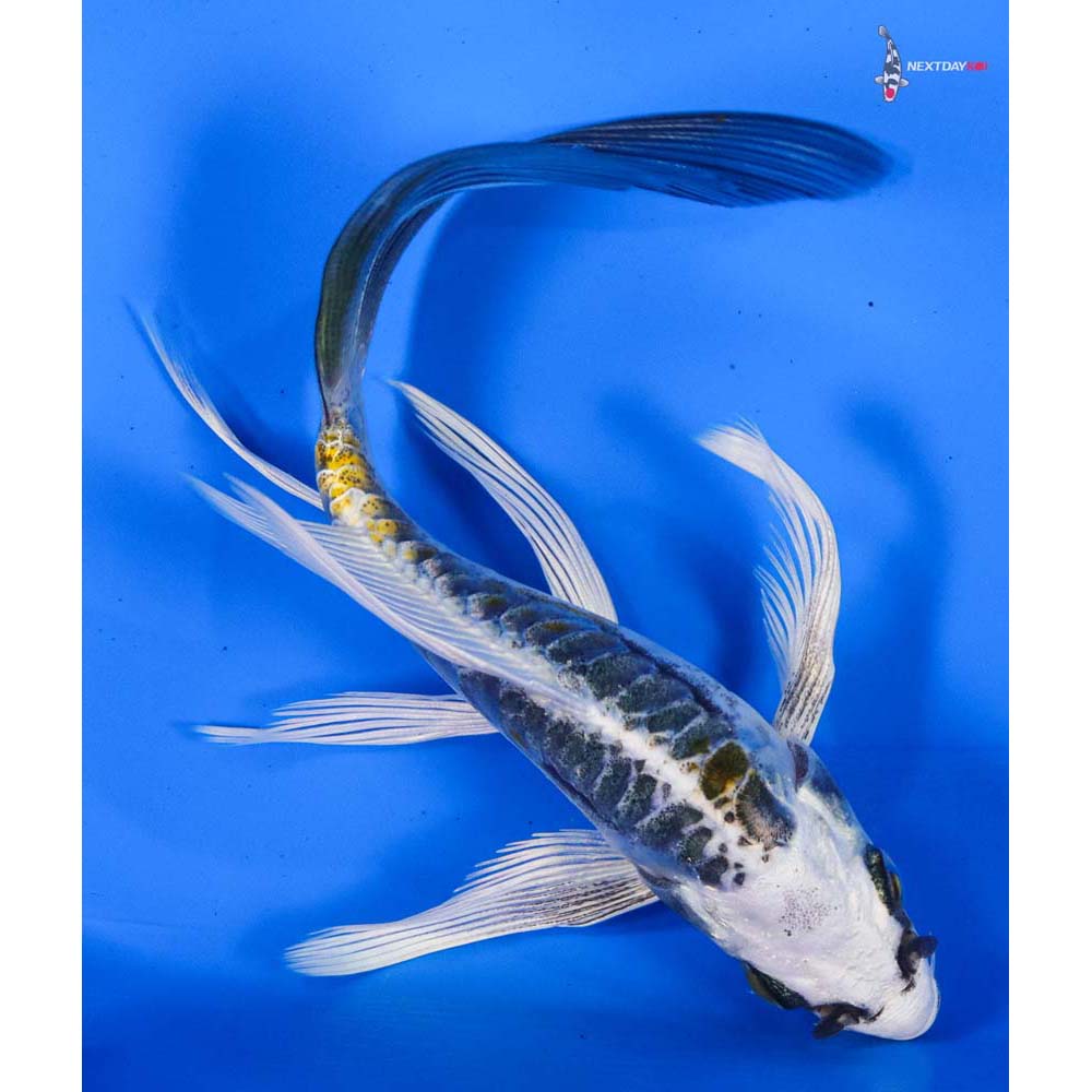 5” Imported Kin Kikokuryu Butterfly Koi