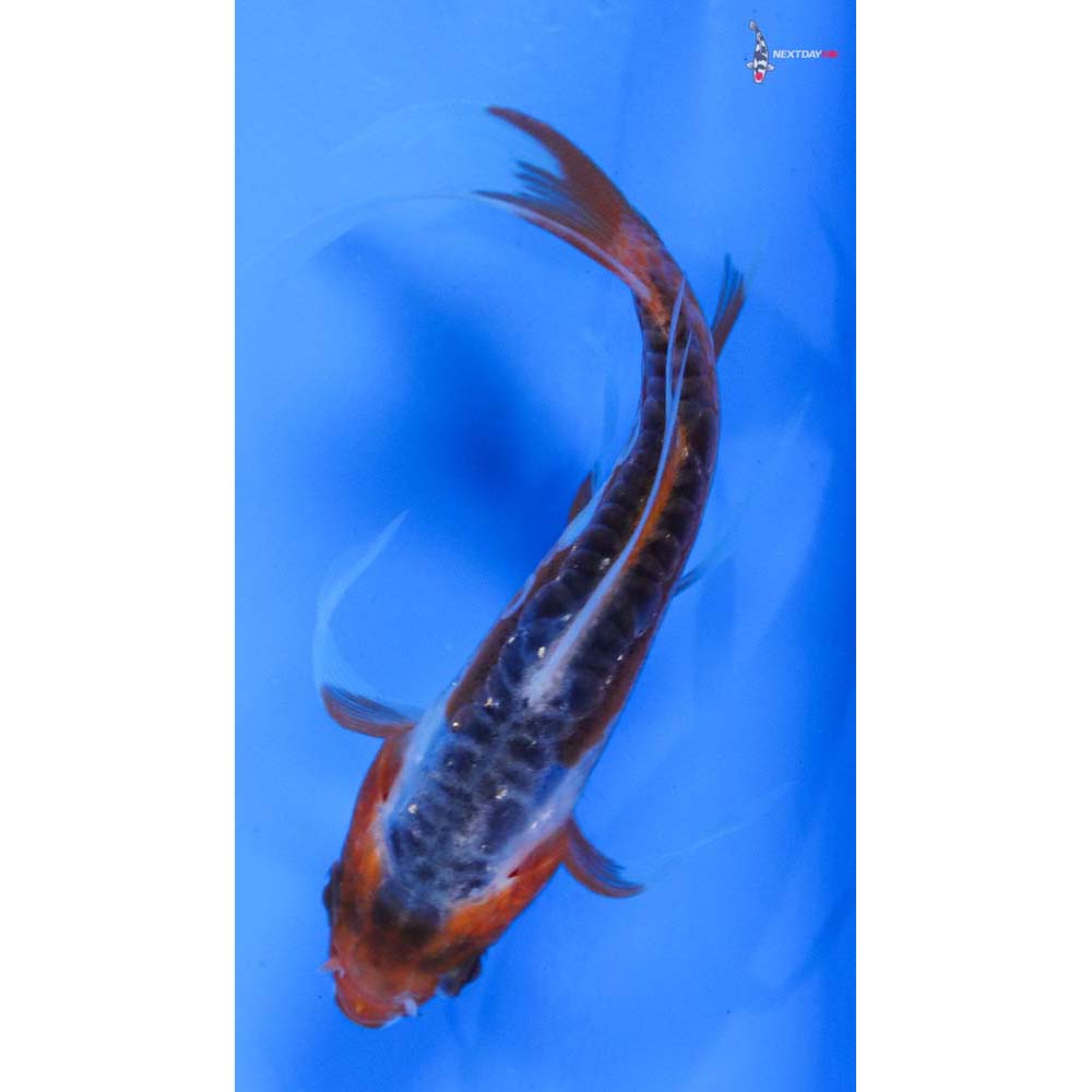 4” Imported Shusui Butterfly Koi