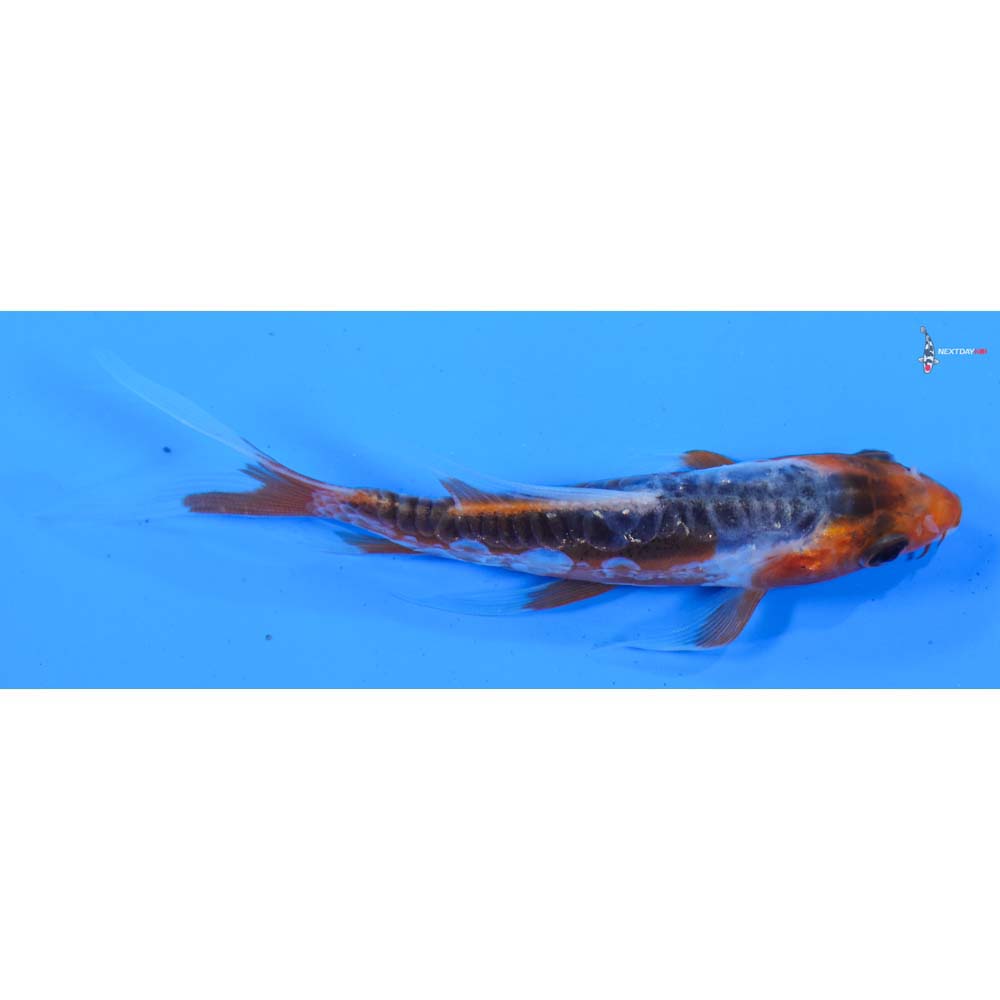 4” Imported Shusui Butterfly Koi