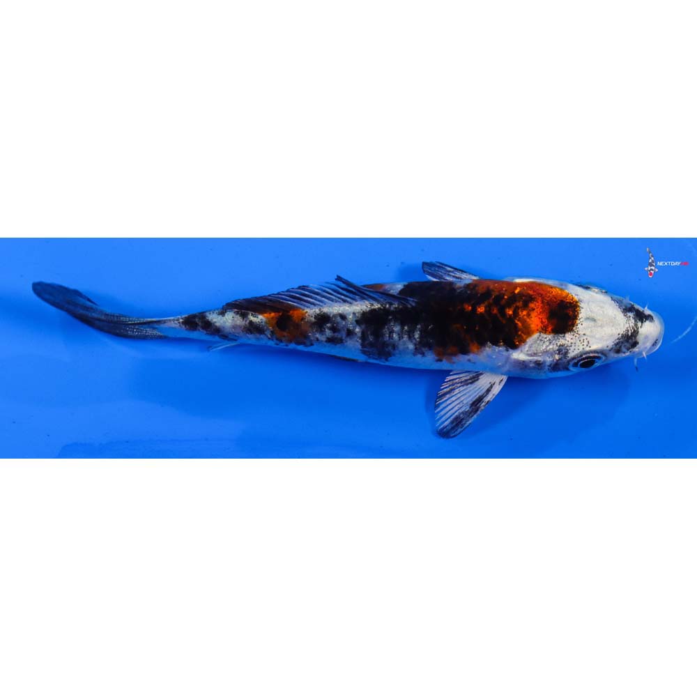 4” Imported Yamato Nishiki