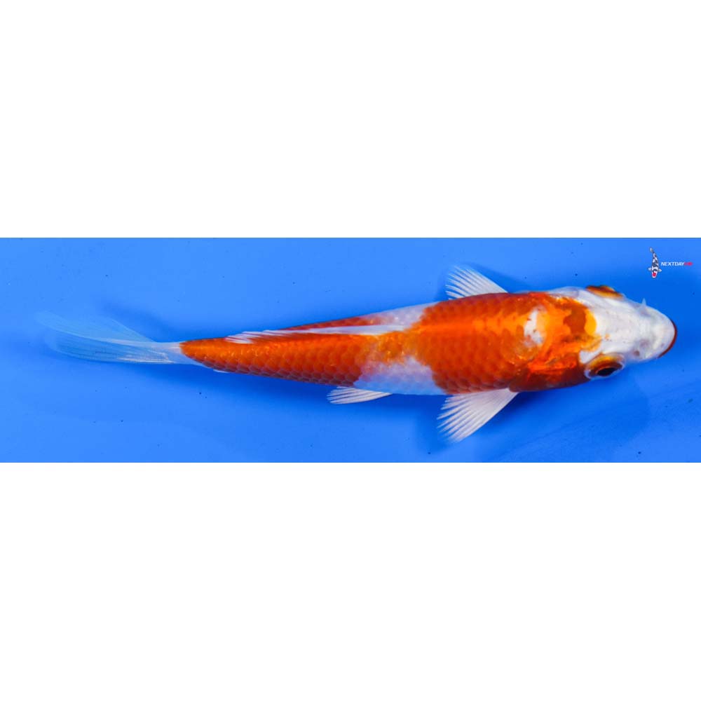 4” Imported Hariwake