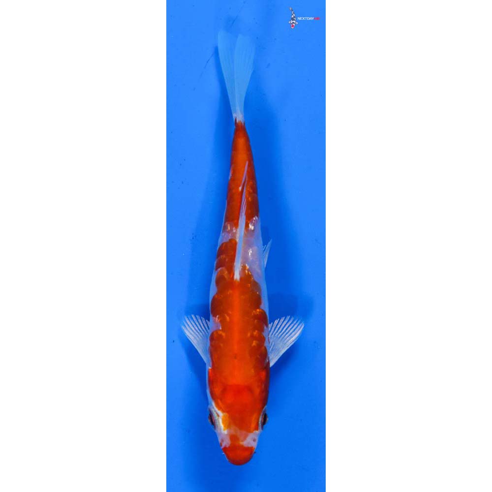4” Imported Gin Rin Kikusui