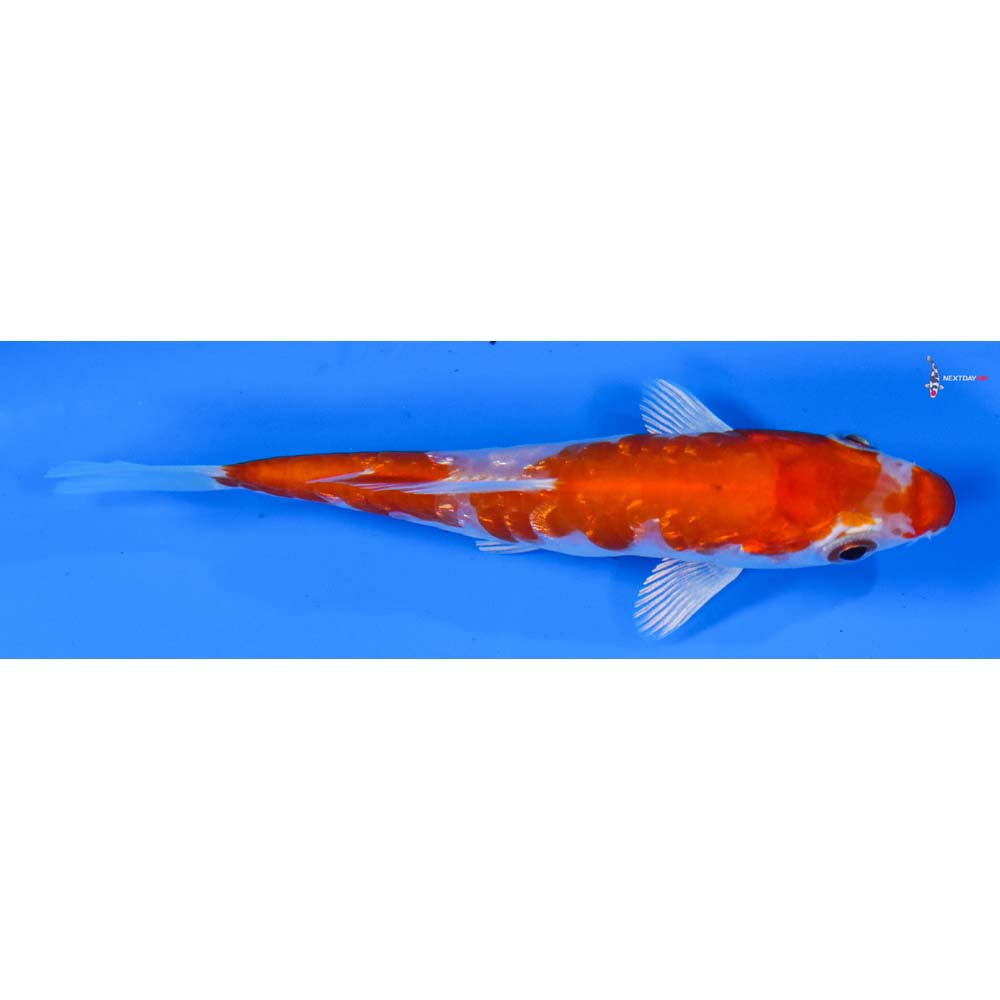 4” Imported Gin Rin Kikusui