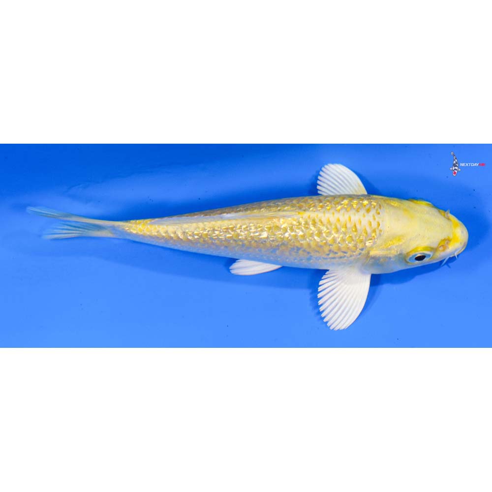 4.5” Imported Gin Rin Yamabuki Ogon