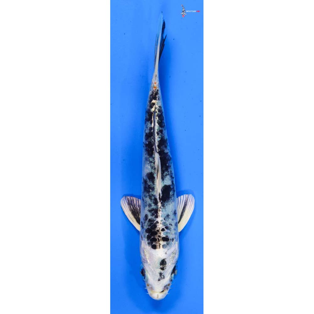 5” Imported Gin Shiro Bekko