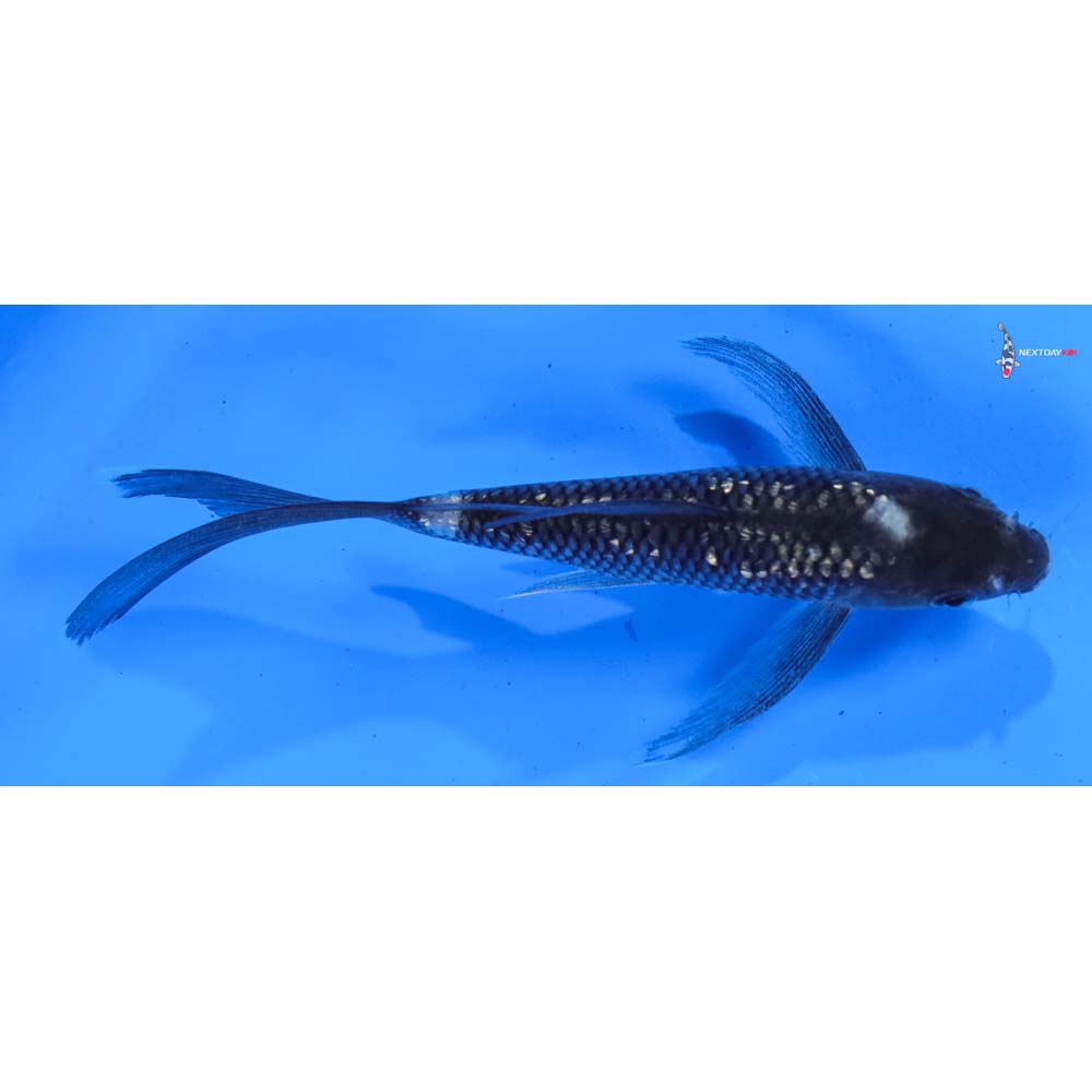 5” Imported Gin Rin Matsukawabakke Butterfly Koi
