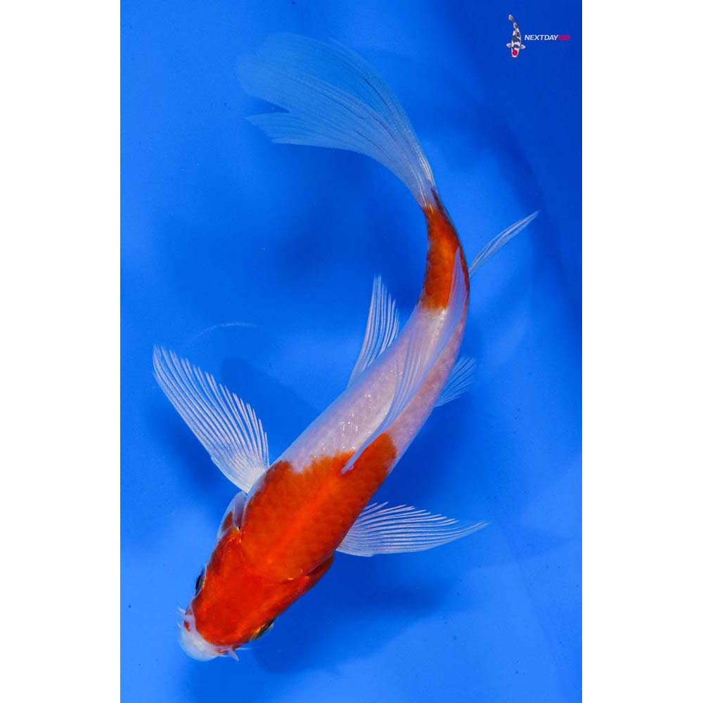 5” Imported Hariwake Butterfly Koi