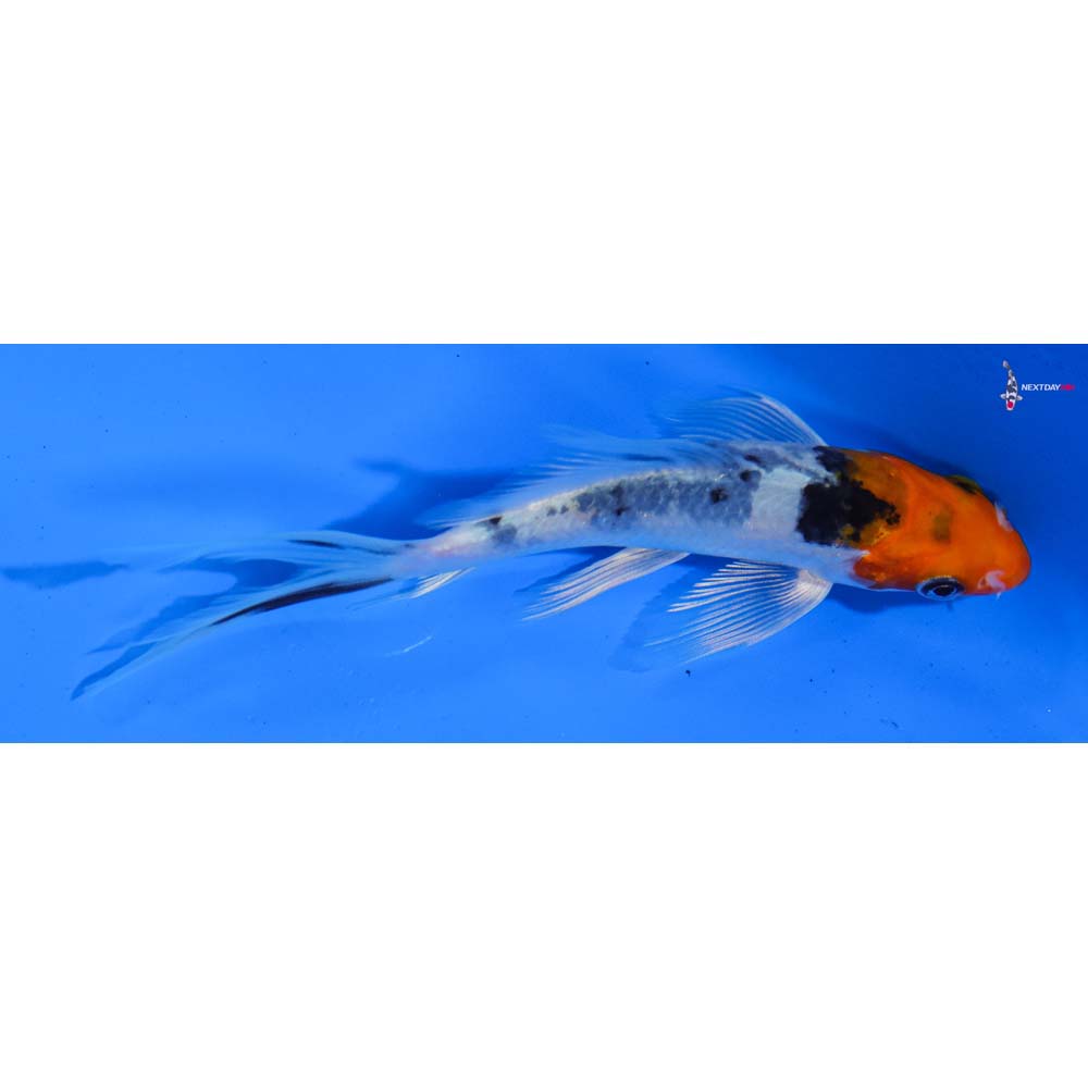 5” Imported Sanke Butterfly Koi