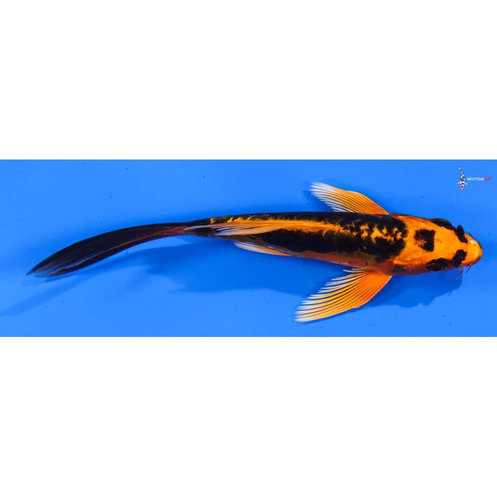 5” Imported Kin Kikokuryu Butterfly Koi