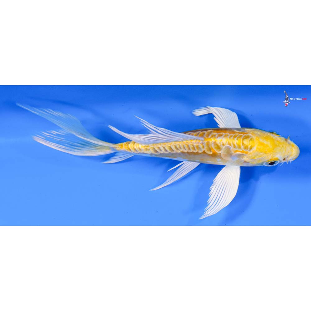 4.5” Imported Doitsu Yamabuki Ogon Butterfly Koi