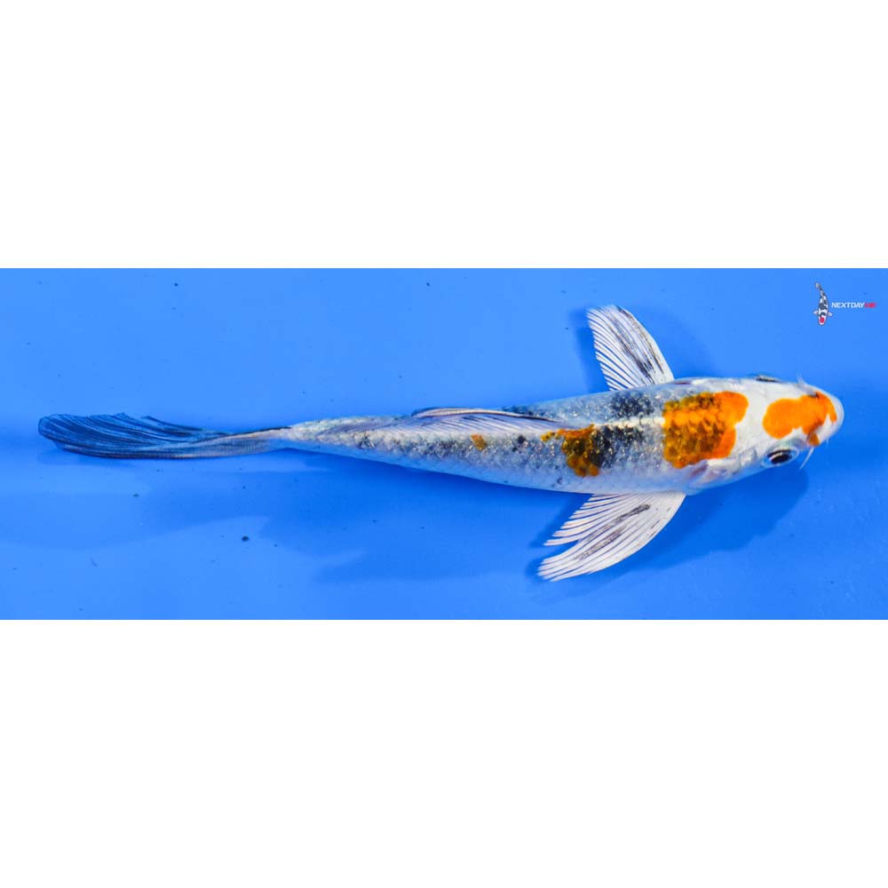 5” Imported Yamato Nishiki Butterfly Koi
