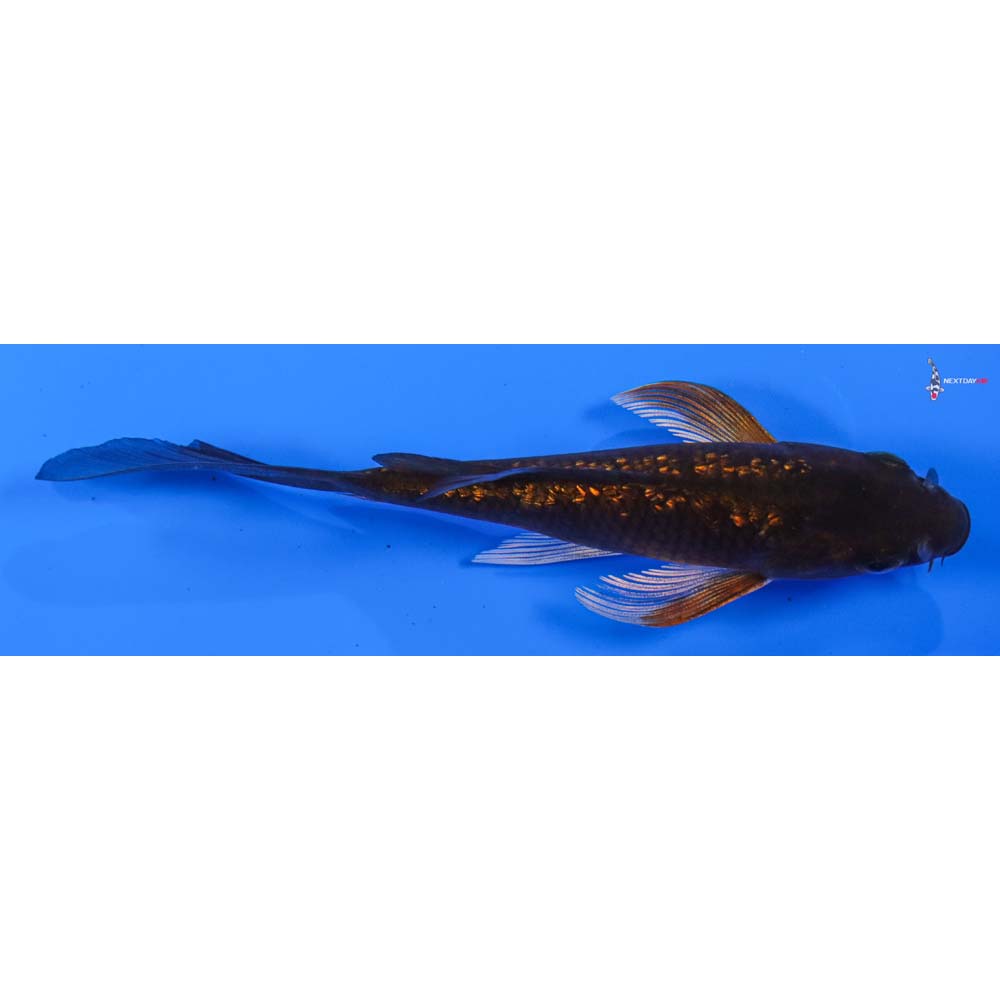 5” Imported Gin Rin Chagoi Butterfly Koi