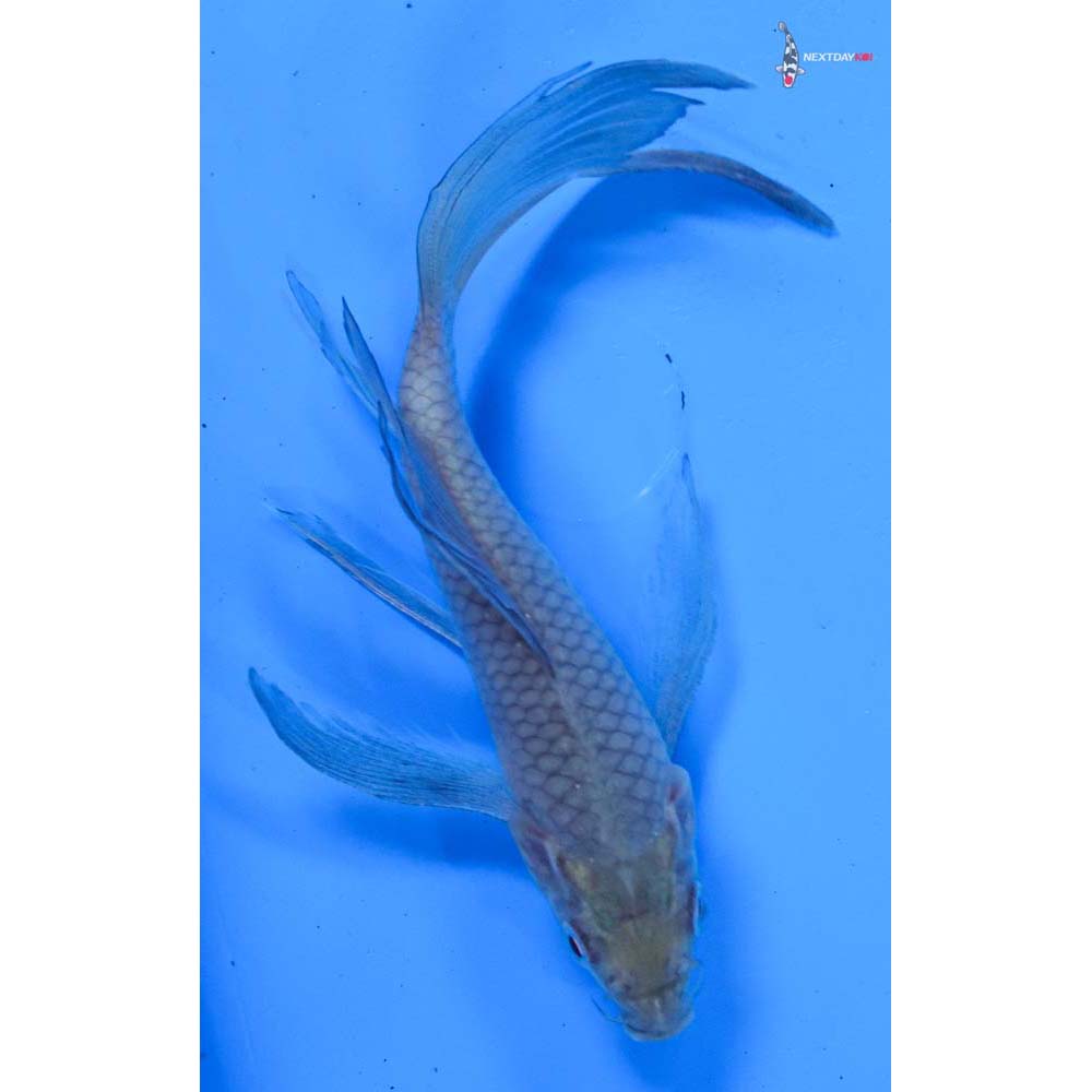 5.5” Imported Soragoi Butterfly Koi