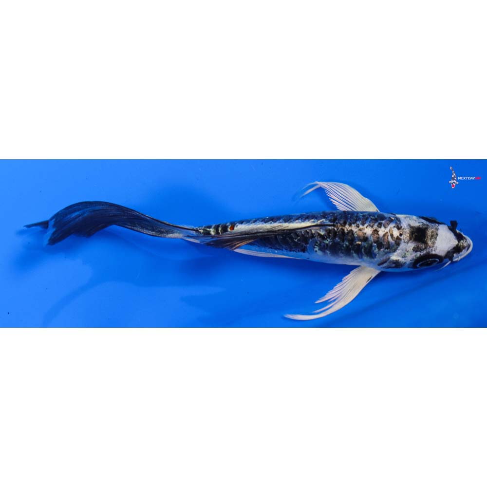 5.5” Imported Armor Scaled Kikokuryu Butterfly Koi