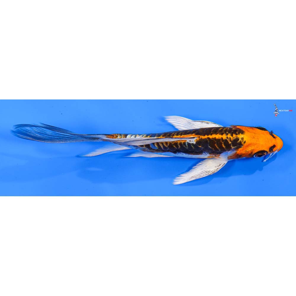 5.5” Imported Kin Kikokuryu Butterfly Koi