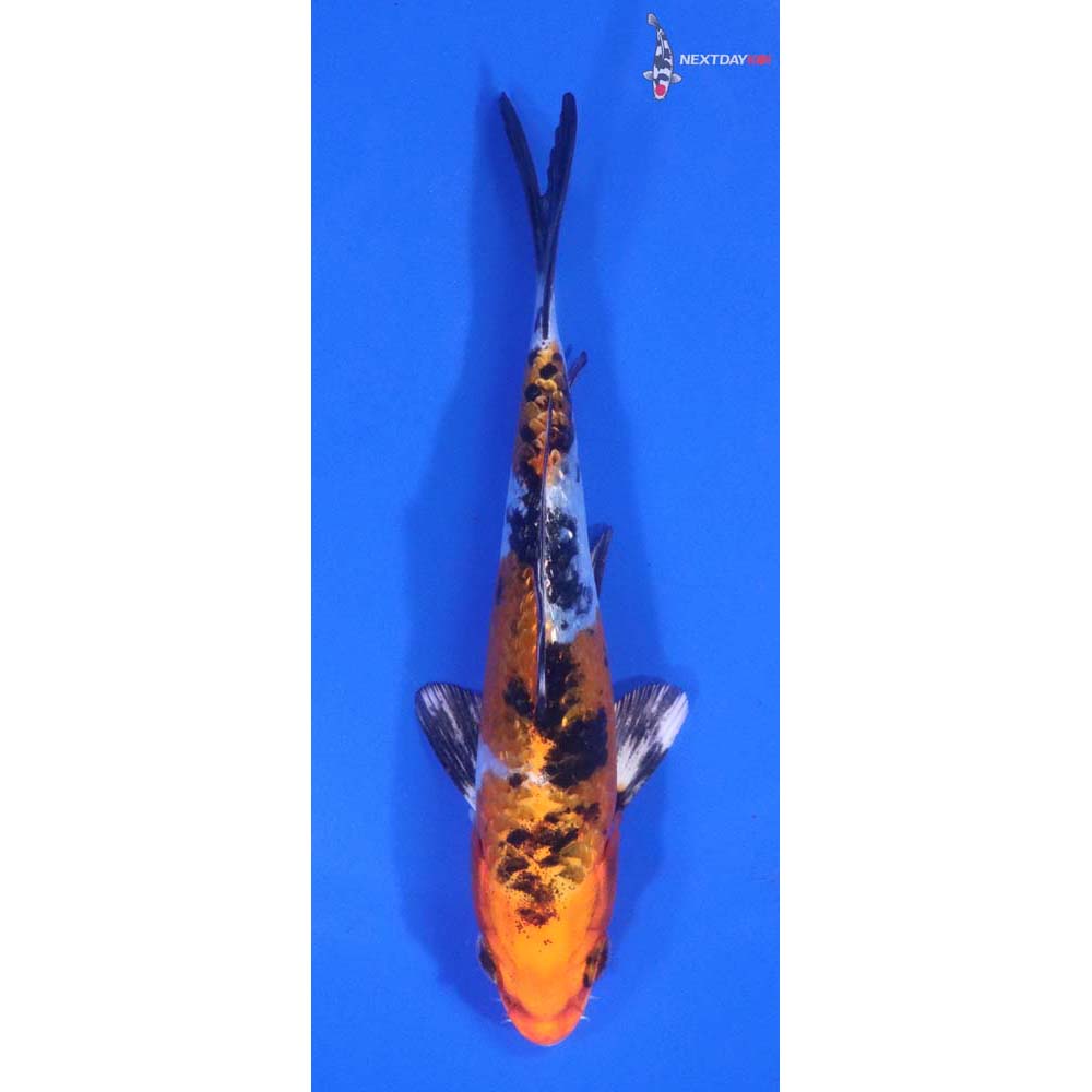 5” Imported Yamato Nishiki