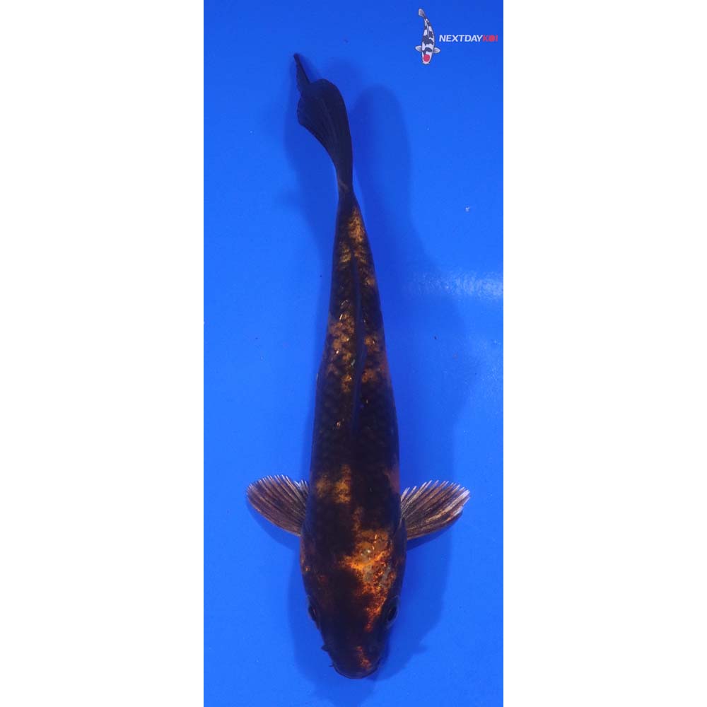 4.5” Imported Kin Hi Utsuri