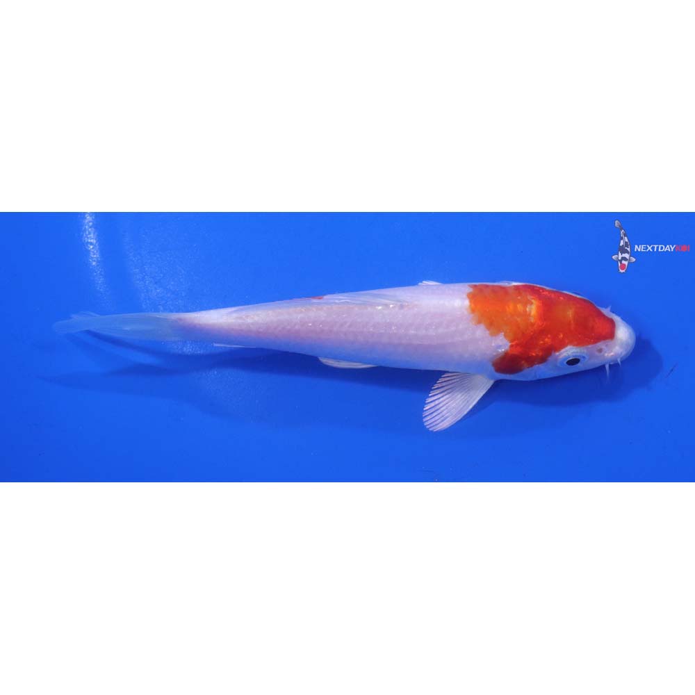 5” Imported Hariwake