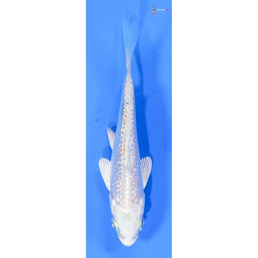 3” Imported Gin Rin Platinum Ogon