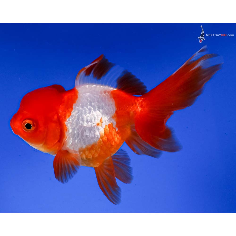 5.5” Imported Red and White Oranda