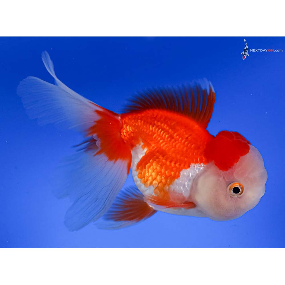 5” Imported Red and White Oranda