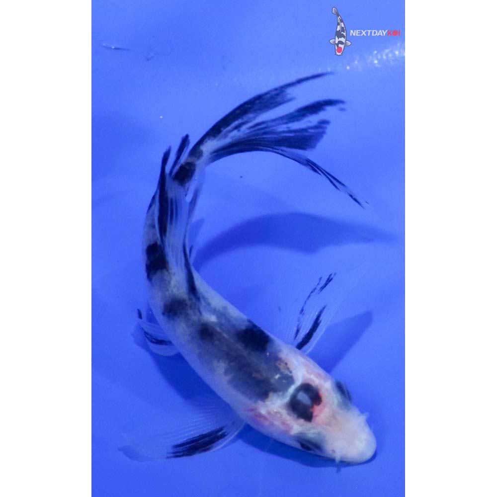 3.5” Imported Shiro Bekko Butterfly Koi