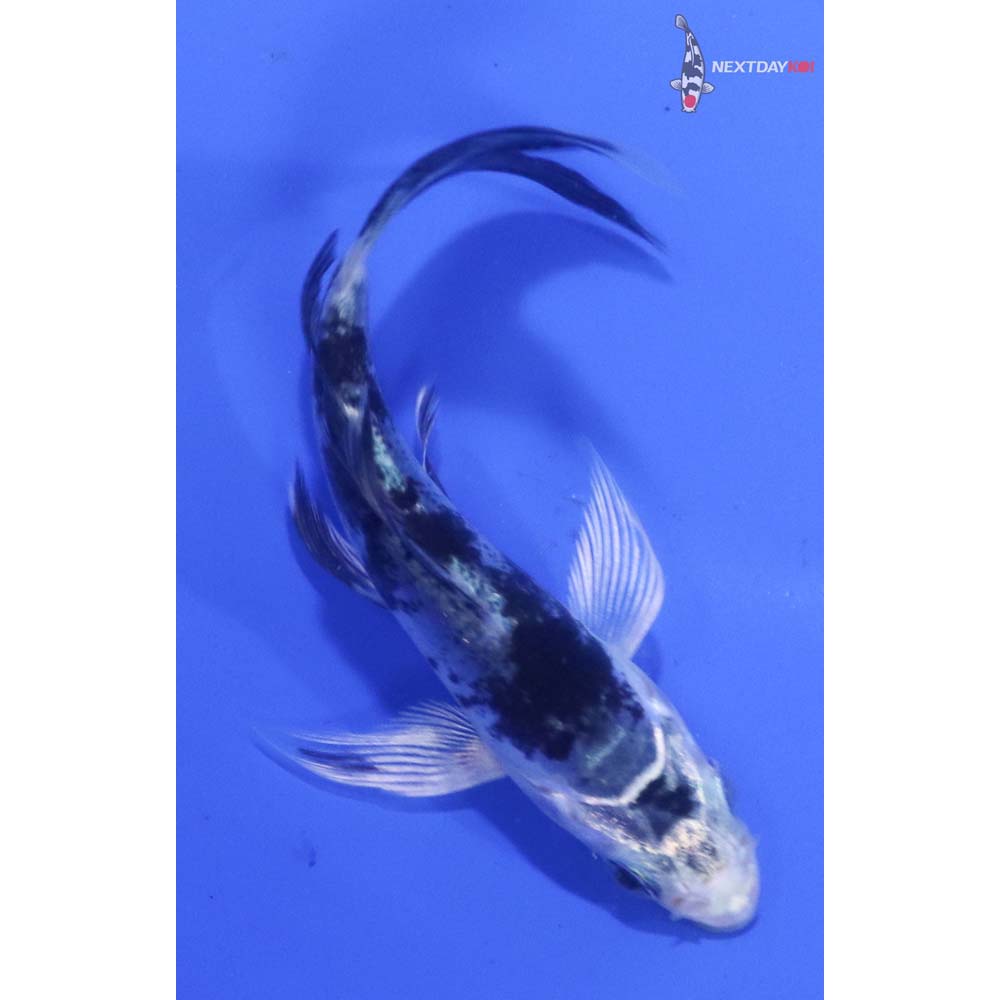 3.5” Imported Doitsu Shiro Bekko Butterfly Koi
