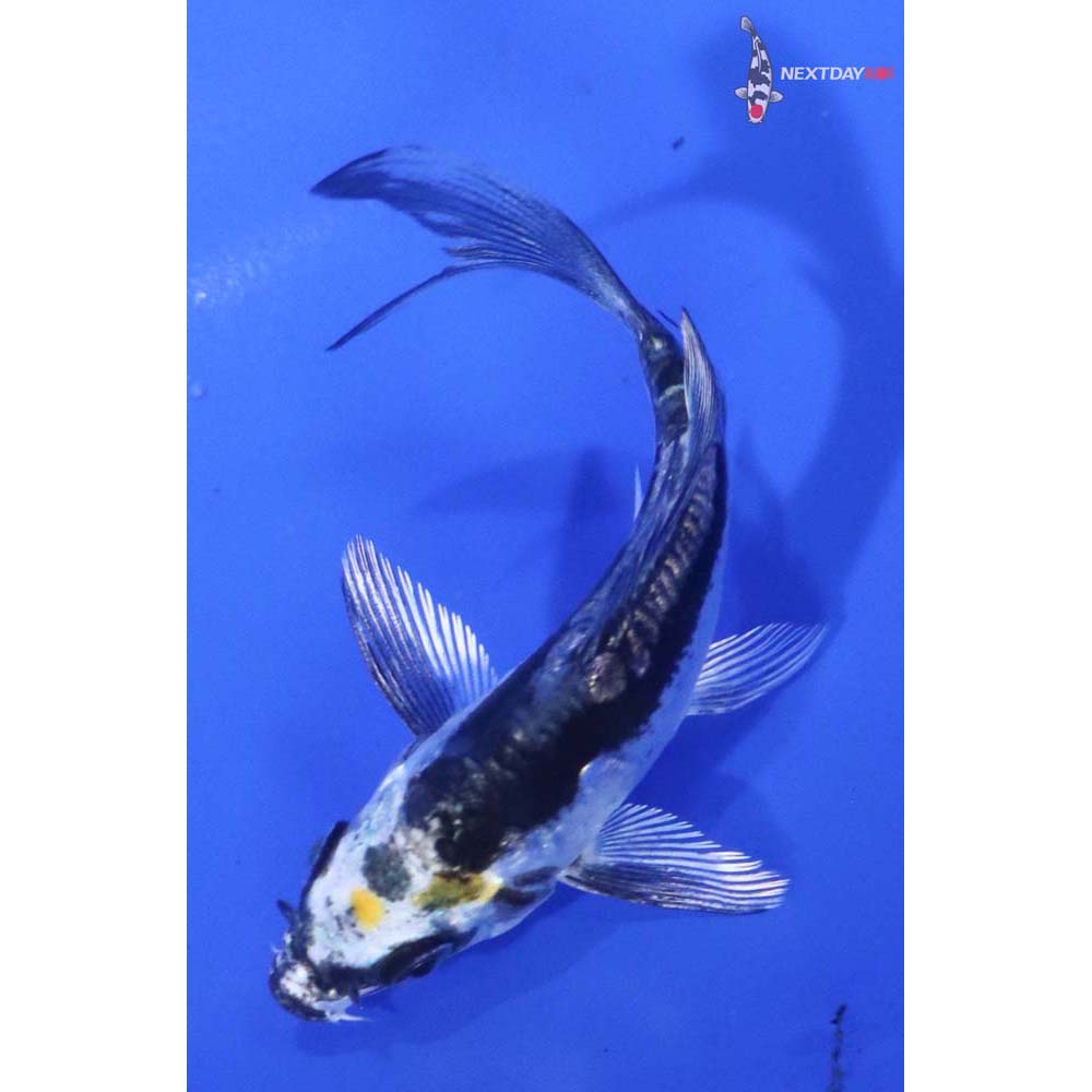 3” Imported Kin Kikokuryu Butterfly Koi
