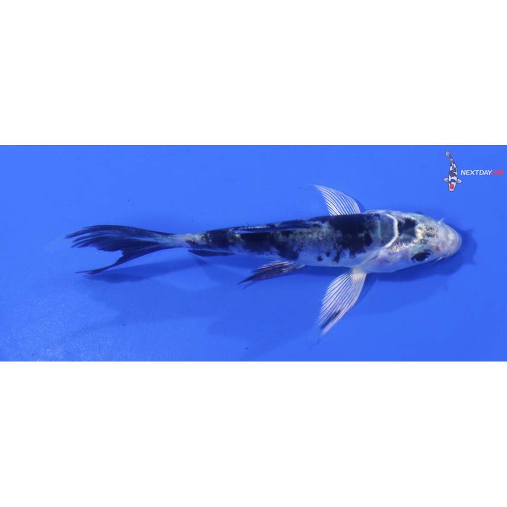 3.5” Imported Doitsu Shiro Bekko Butterfly Koi