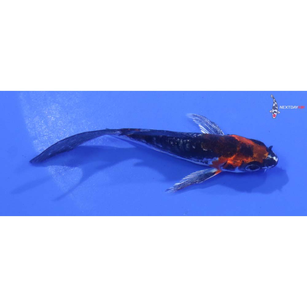 3.5” Imported Kin Kikokuryu Butterfly Koi