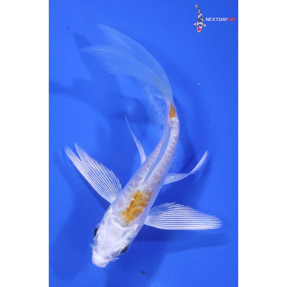 3.5” Imported Doitsu Lemon Hariwake Butterfly Koi