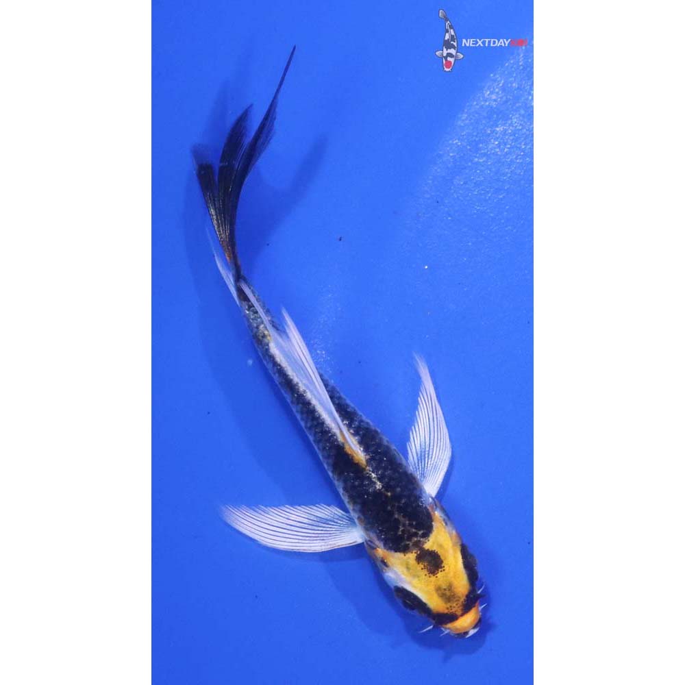 3.5” Imported Kujaku Butterfly Koi