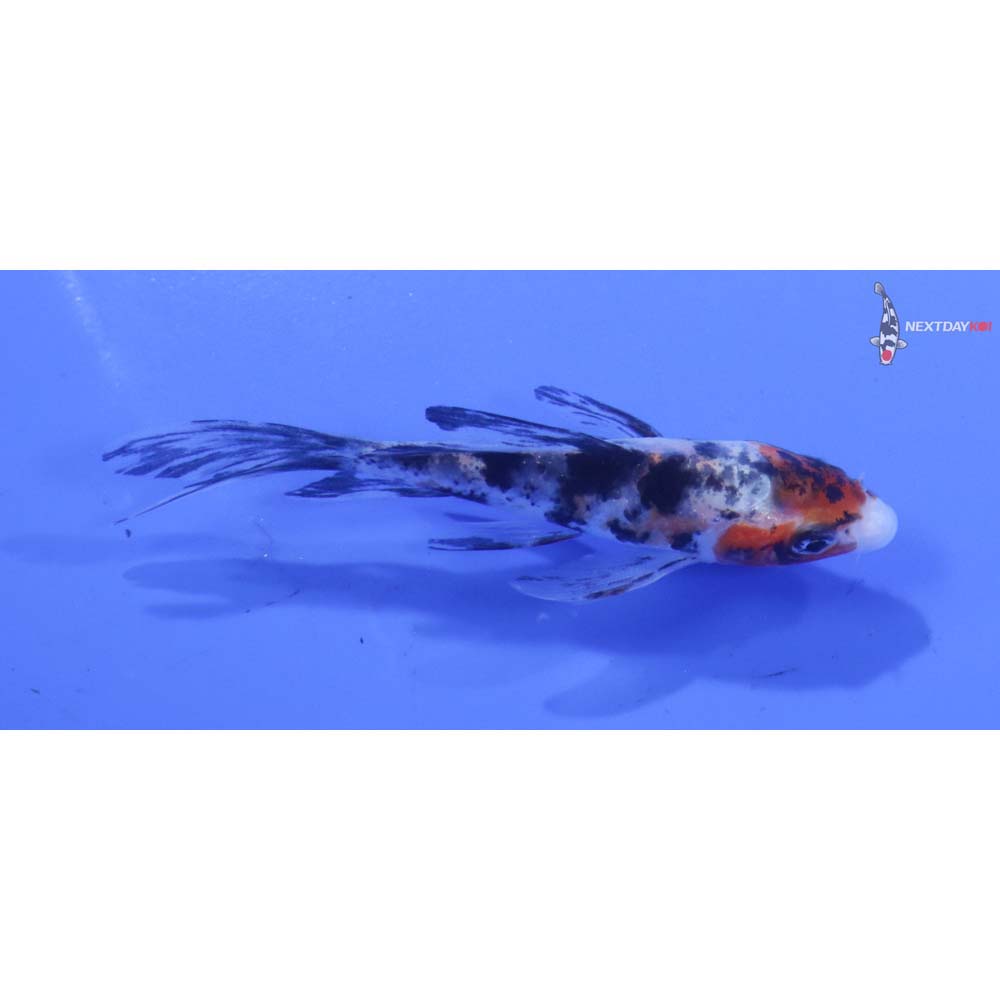 3” Imported Sanke Butterfly Koi