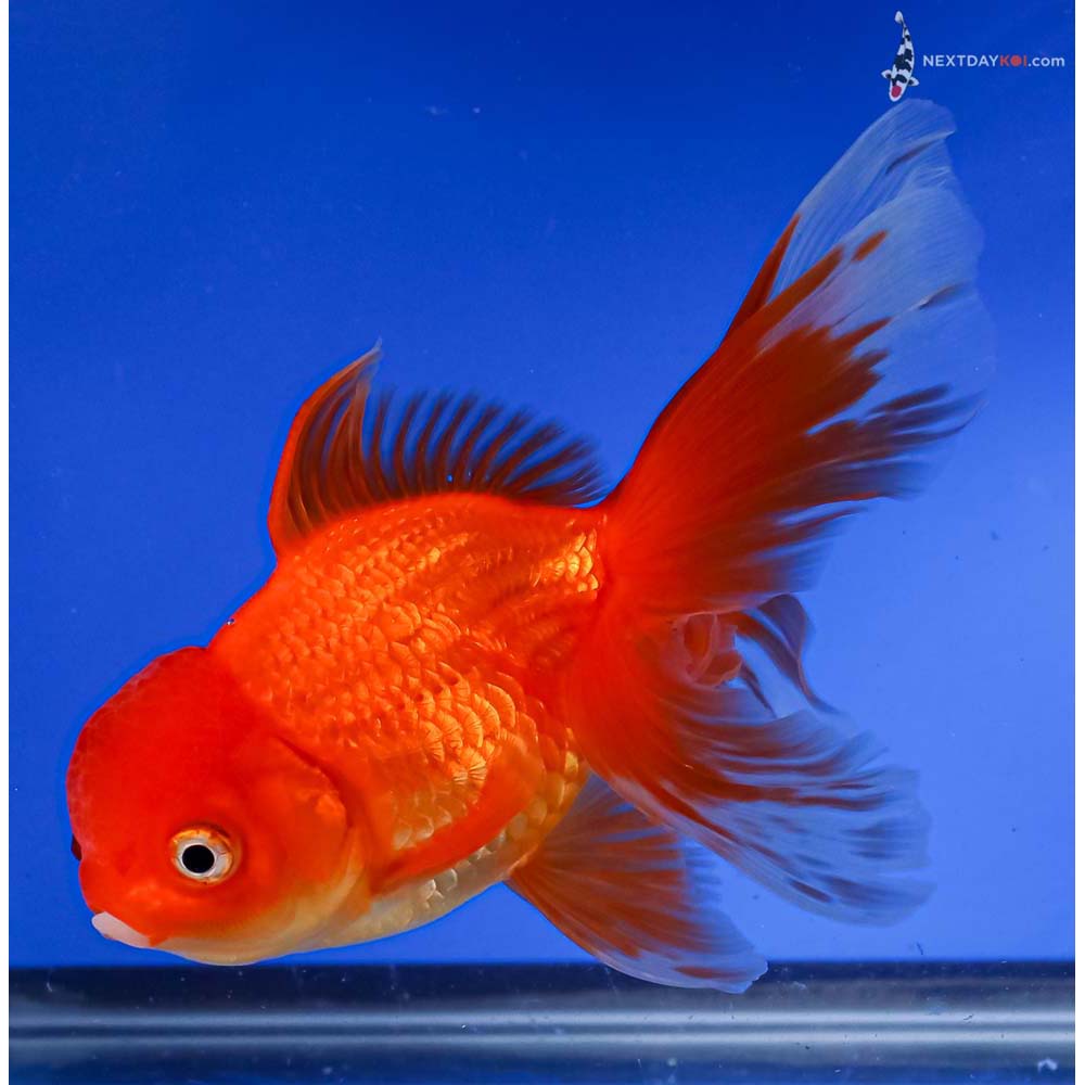 5.5” Imported Red Oranda