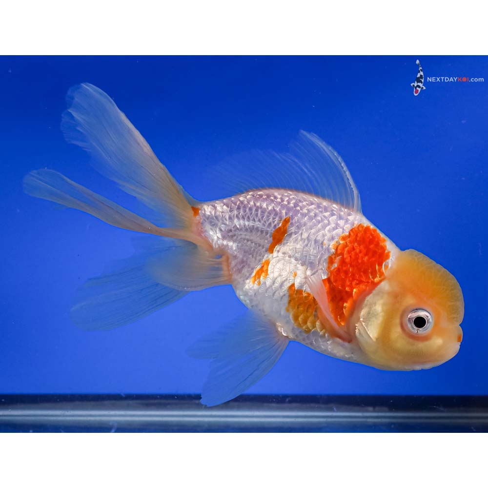 7” Imported Red and White Oranda