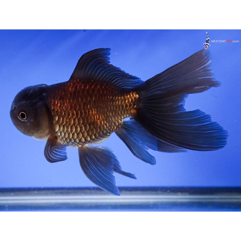 6” Imported Chocolate Oranda