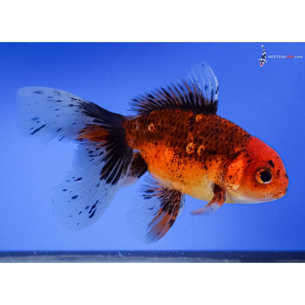 5.5” Imported Calico Fantail