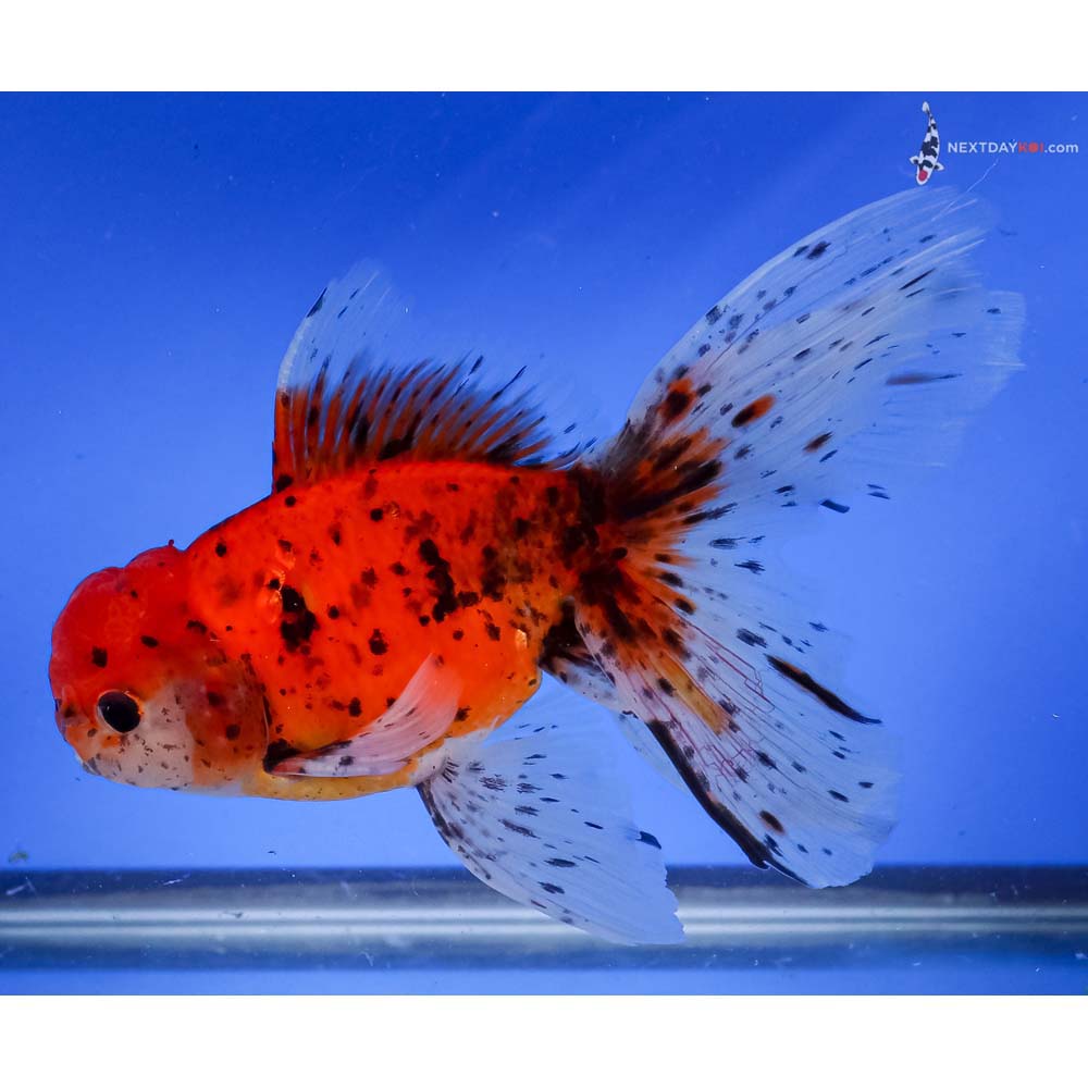 6” Imported Male Calico Oranda