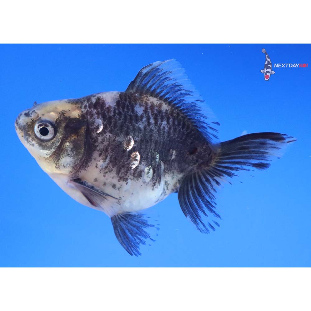 3.5” Imported Male Calico Ryukin