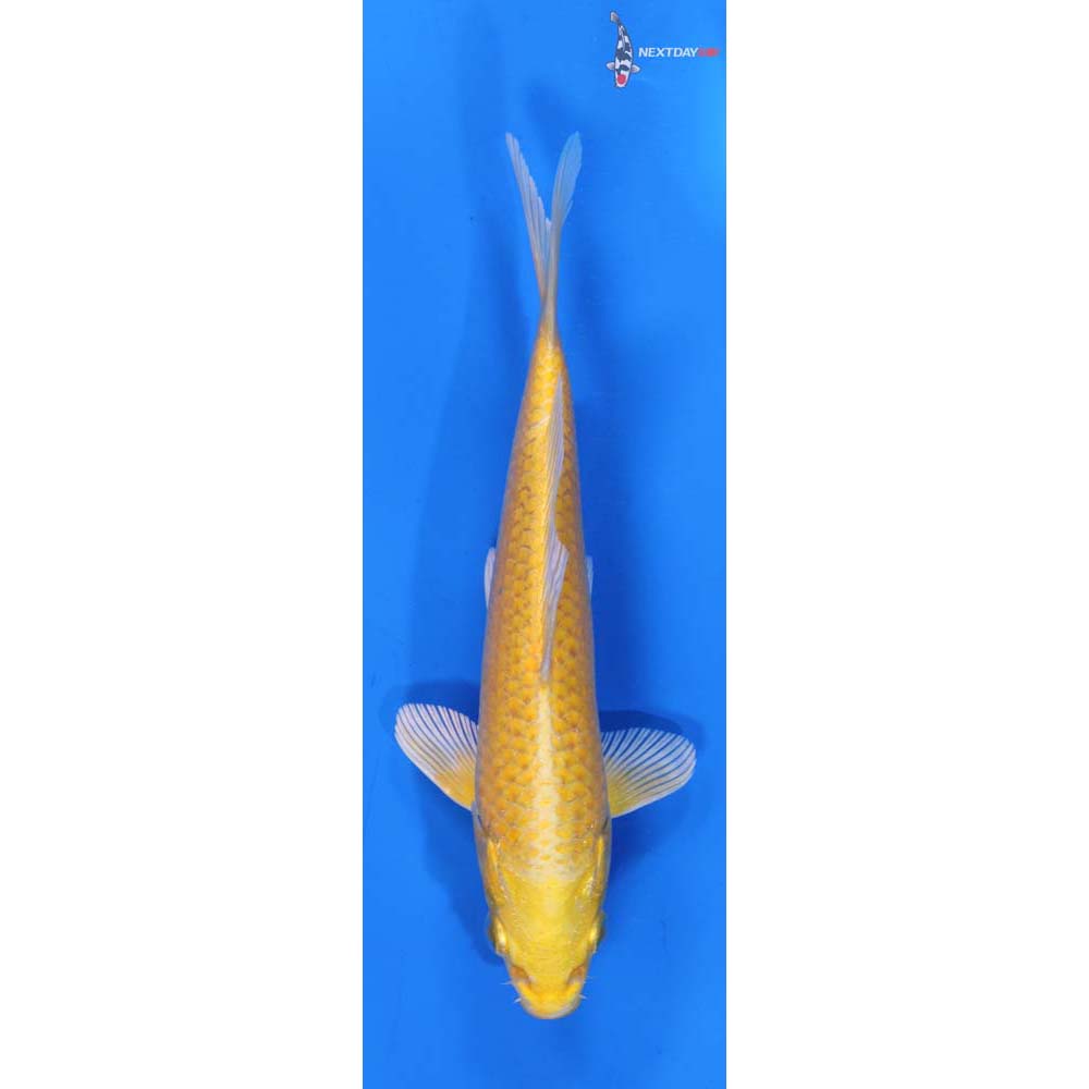 6.5” Imported Yamabuki Ogon