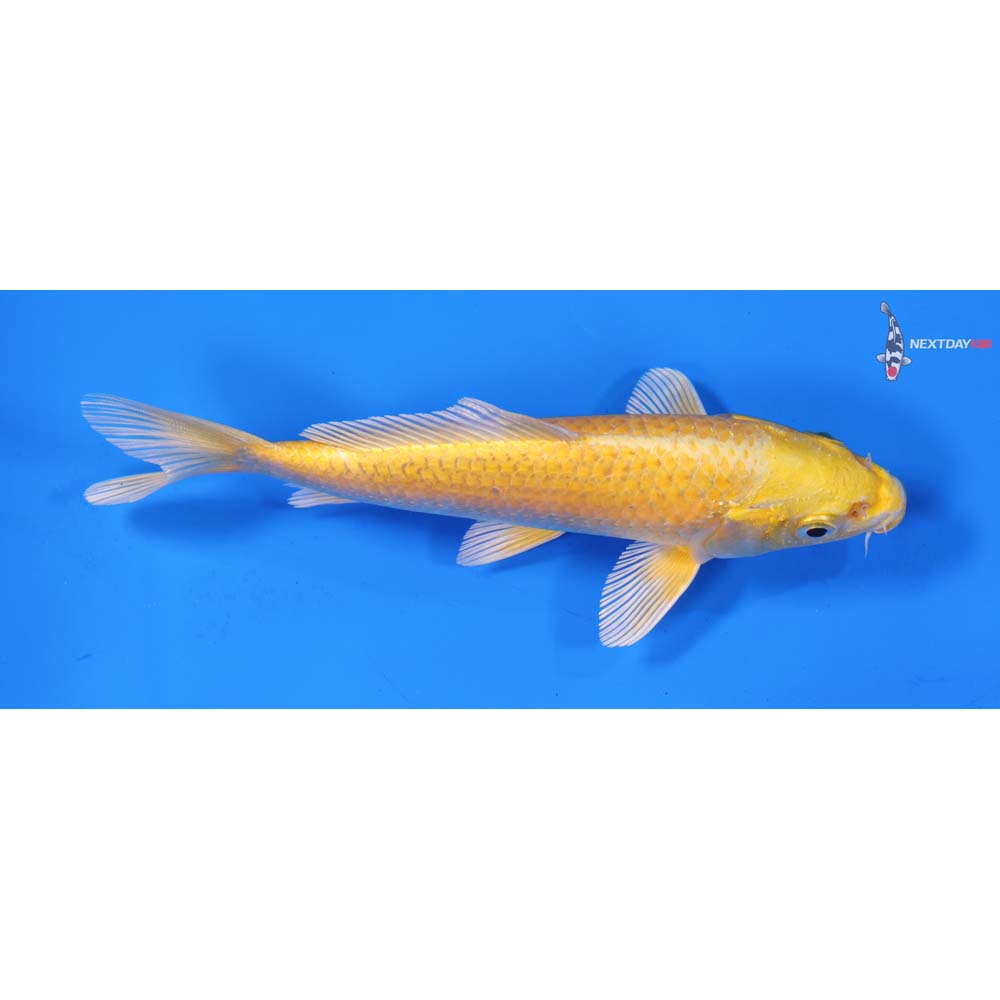 6.5” Imported Yamabuki Ogon