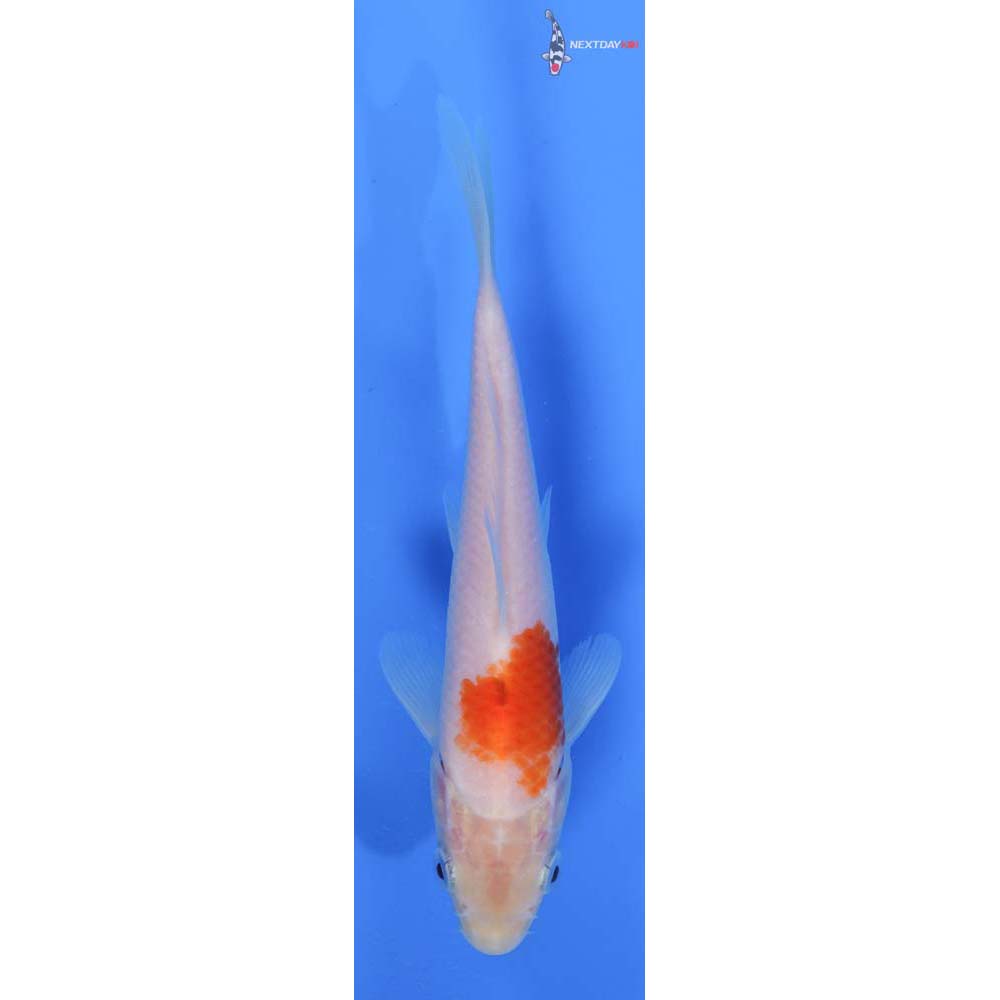 6.5” Imported Kohaku