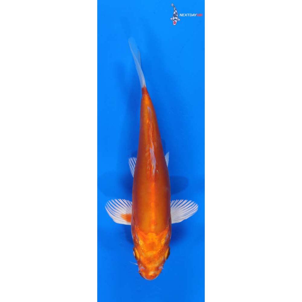 6.5” Imported Kikusui