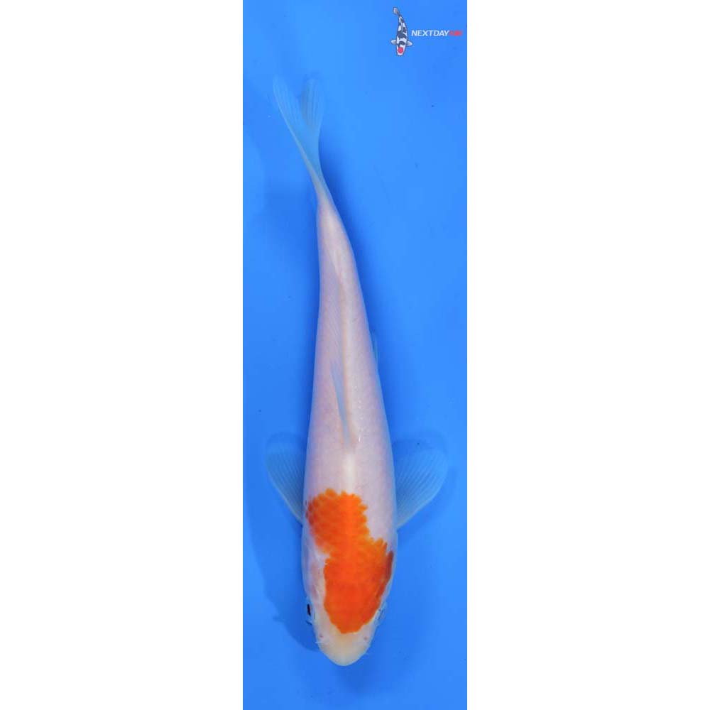 6.5” Imported Kohaku