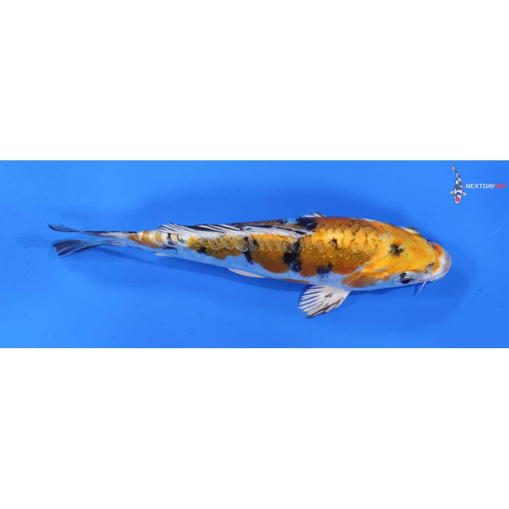 6” Imported Heisei Nishiki
