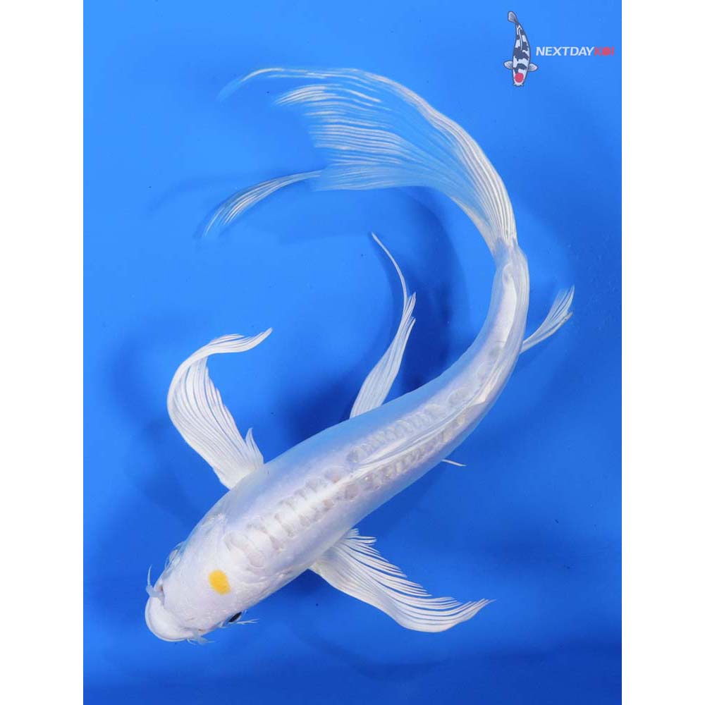 8” Imported Doitsu Lemon Hariwake Butterfly Koi