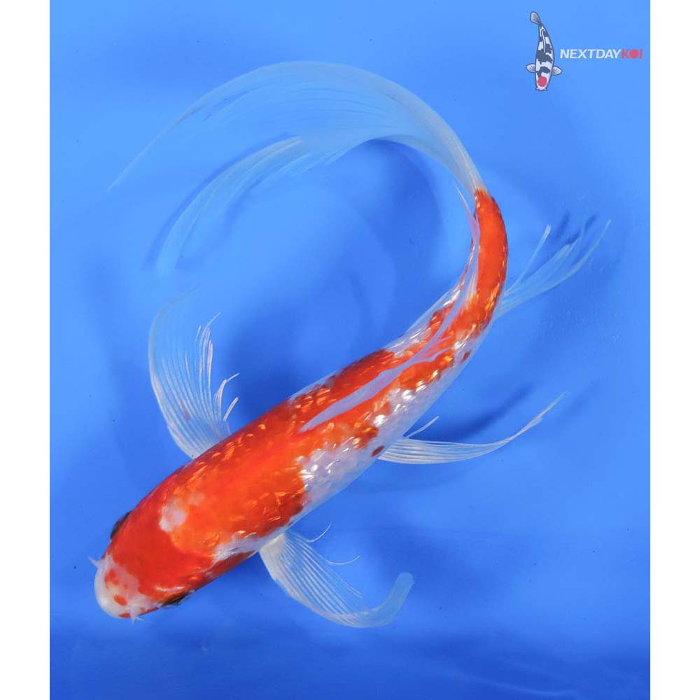 8” Imported Gin Rin Hariwake Butterfly Koi