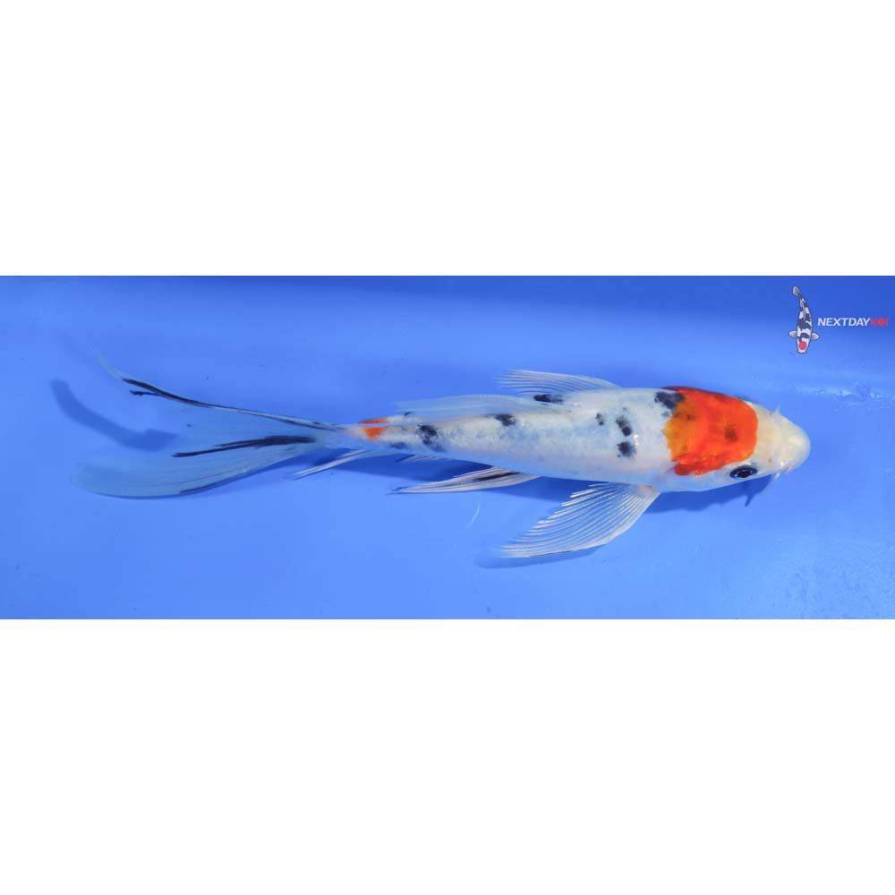 8” Imported Yamato Nishiki Butterfly Koi
