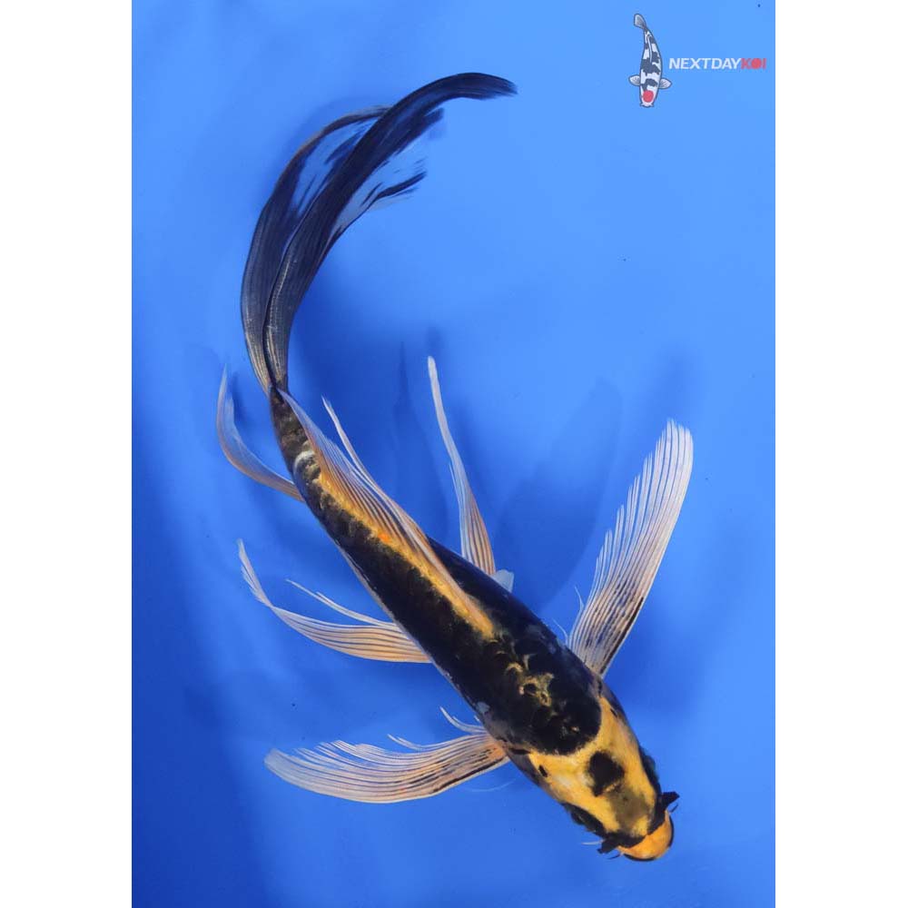 8.5” Imported Kin Kikokuryu Butterfly Koi